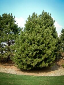 Сосна Чёрная (Pinus Nigra) купить по цене от 270.00р. в интернет-магазине «Посадика» с доставкой почтой в в Миассе и по всей России – [изображение №1].