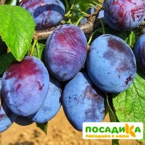 Слива Чачакская ранняя купить по цене от 229.00р. в интернет-магазине «Посадика» с доставкой почтой в в Миассе и по всей России – [изображение №1].