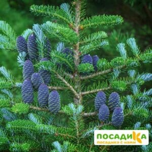 Пихта корейская (Abies koreana) купить по цене от 450.00р. в интернет-магазине «Посадика» с доставкой почтой в в Миассе и по всей России – [изображение №1].