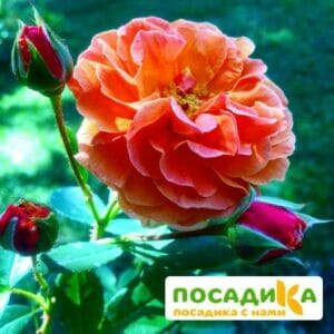 Роза Арабия купить по цене от 350.00р. в интернет-магазине «Посадика» с доставкой почтой в в Миассе и по всей России – [изображение №1].