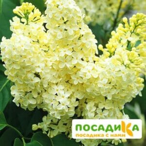 Сирень Примроуз (Primrose) купить по цене от 529.00р. в интернет-магазине «Посадика» с доставкой почтой в в Миассе и по всей России – [изображение №1].