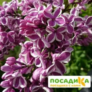 Сирень Сенсация купить по цене от 529.00р. в интернет-магазине «Посадика» с доставкой почтой в в Миассе и по всей России – [изображение №1].