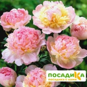 Пион Распберри Сандей (Paeonia Raspberry Sundae) купить по цене от 959р. в интернет-магазине «Посадика» с доставкой почтой в в Миассе и по всей России – [изображение №1].