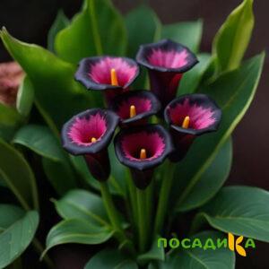 Калла Аура Лейс купить по цене от 400р. в интернет-магазине «Посадика» с доставкой почтой в в Миассе и по всей России – [изображение №1].