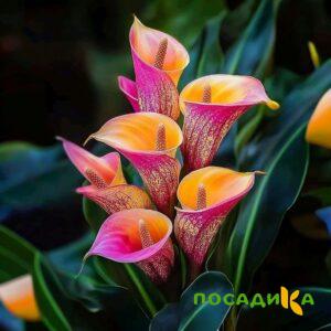 Калла Оникс купить по цене от 450р. в интернет-магазине «Посадика» с доставкой почтой в в Миассе и по всей России – [изображение №1].