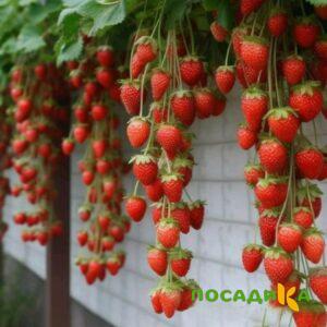 Клубника вьющаяся Комплимент купить по цене от 470р. в интернет-магазине «Посадика» с доставкой почтой в в Миассе и по всей России – [изображение №1].