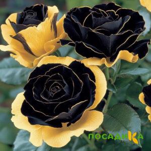 Роза Ханни Сикл купить по цене от 700р. в интернет-магазине «Посадика» с доставкой почтой в в Миассе и по всей России – [изображение №1].
