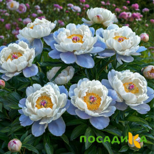 Пион акварельный Этюд купить по цене от 806р. в интернет-магазине «Посадика» с доставкой почтой в в Миассе и по всей России – [изображение №1].
