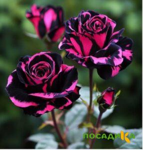 Роза Багровый Шепот купить по цене от 366р. в интернет-магазине «Посадика» с доставкой почтой в в Миассе и по всей России – [изображение №1].