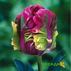 Тюльпан Экзотик Хэвен купить по цене от 186р. в интернет-магазине «Посадика» с доставкой почтой в в Миассе и по всей России – [изображение №1].